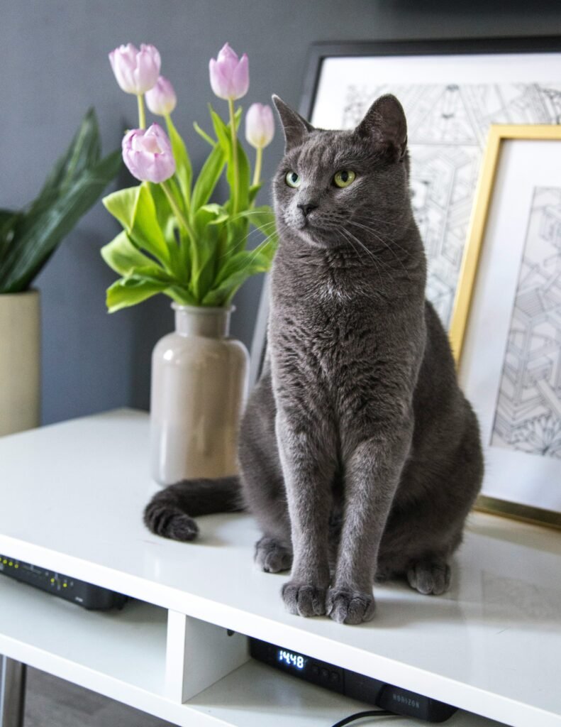 Short hair british blue cat sat on a cupboard.  